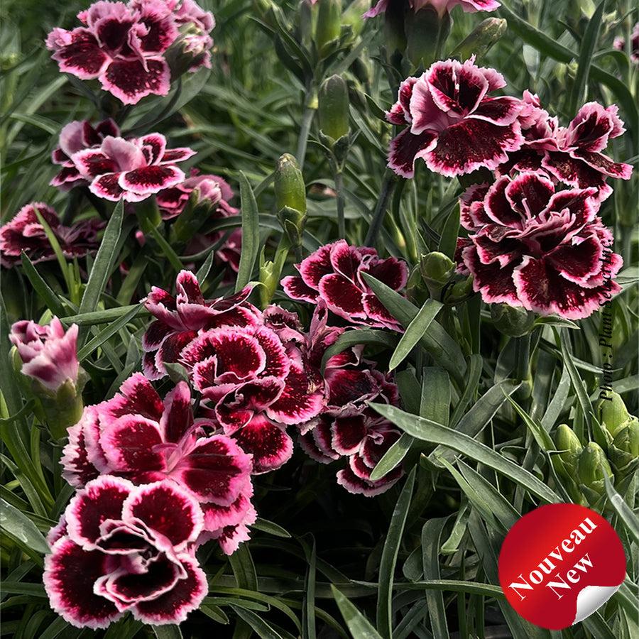 Dianthus 'Odessa Pierrot'