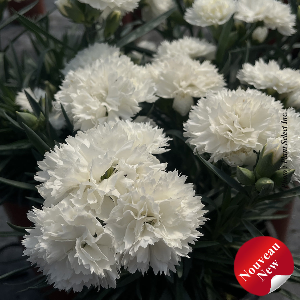 Dianthus 'Odessa Pure'