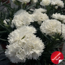 Dianthus 'Odessa Pure'