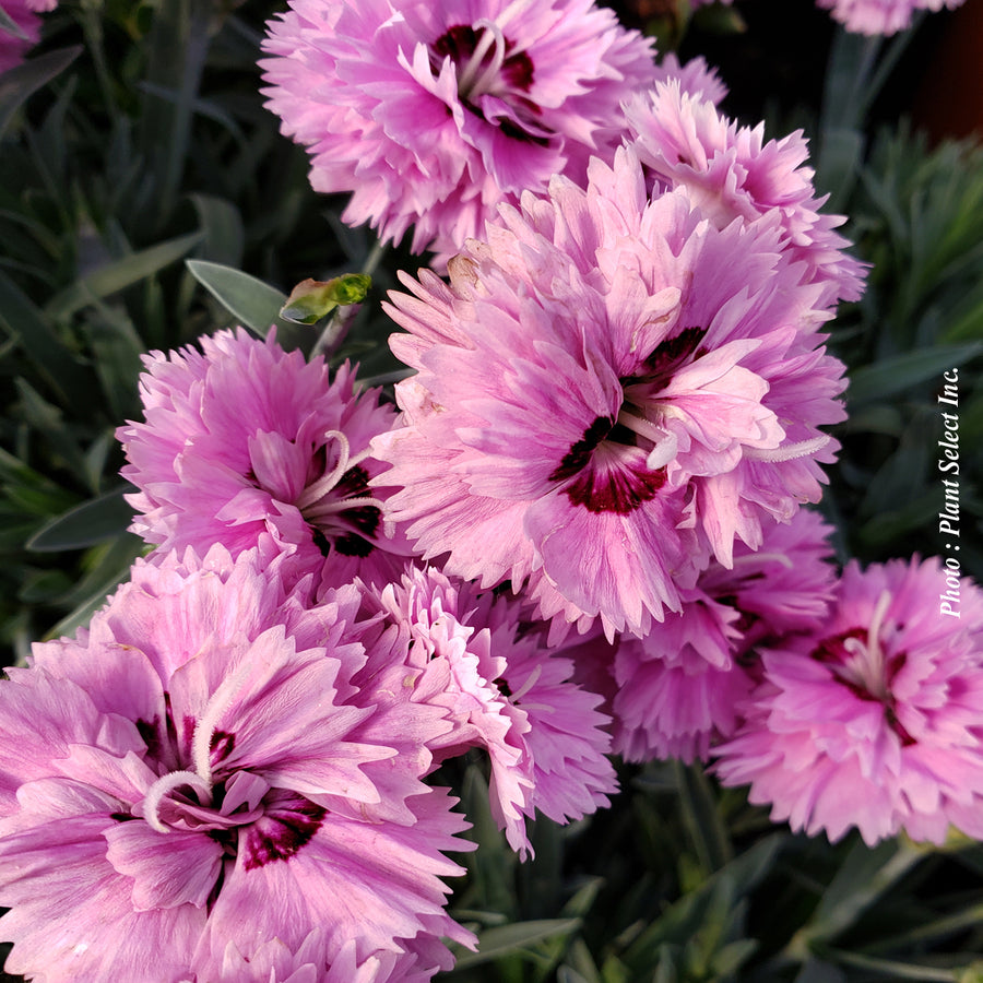 Dianthus 'Star Double Pop Star'