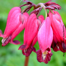 Dicentra 'Amore Rose'