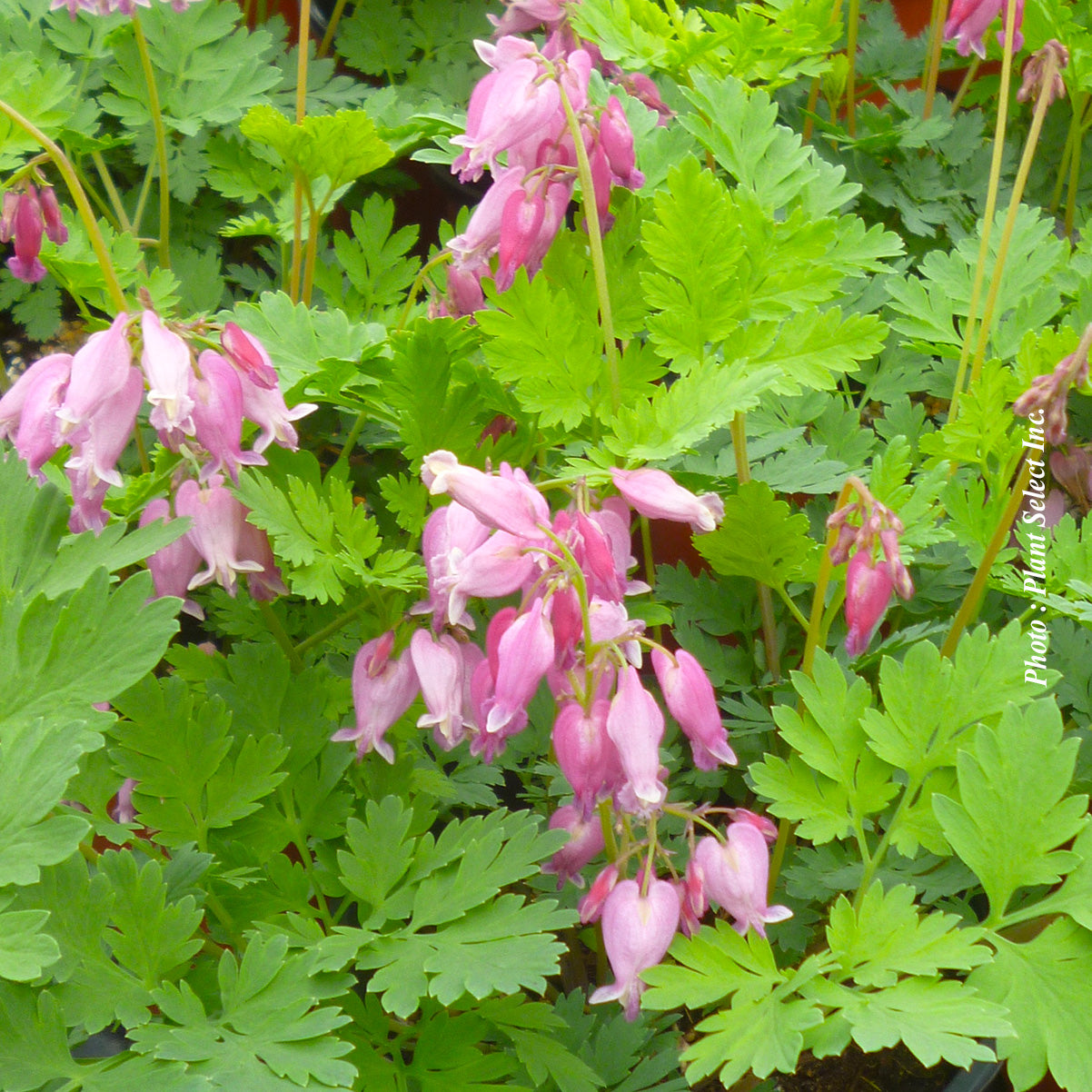 Dicentra 'Luxuriant'