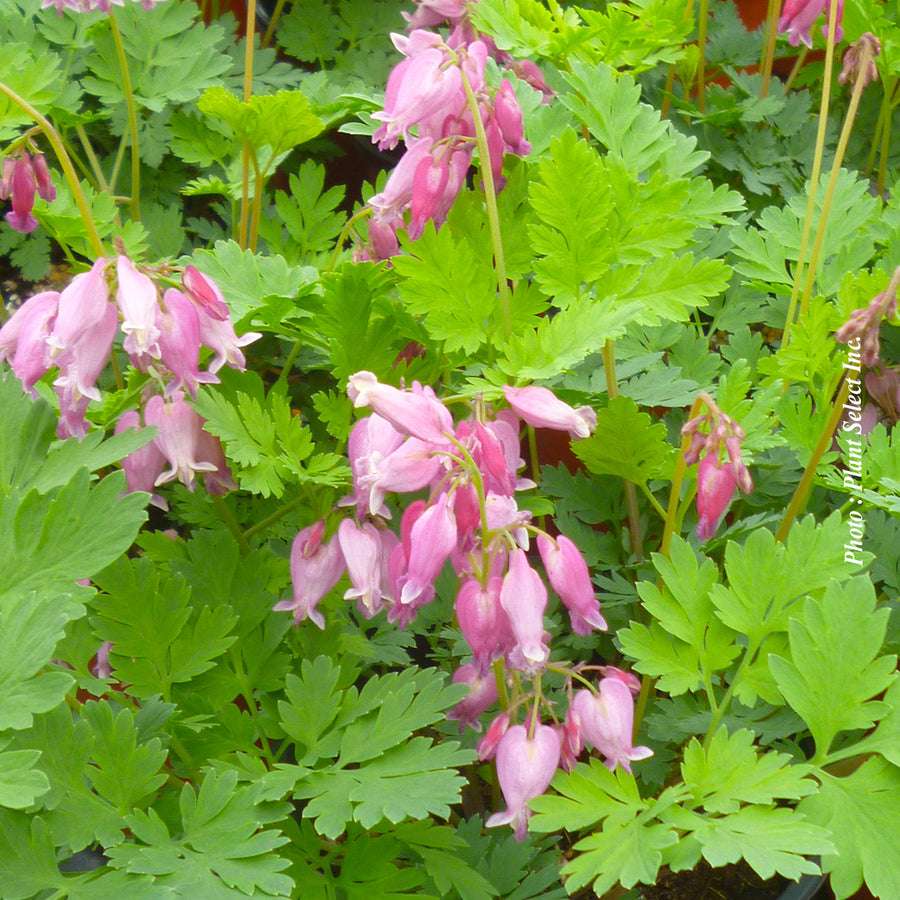 Dicentra 'Luxuriant'