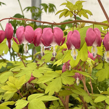 Dicentra 'Gold Heart'