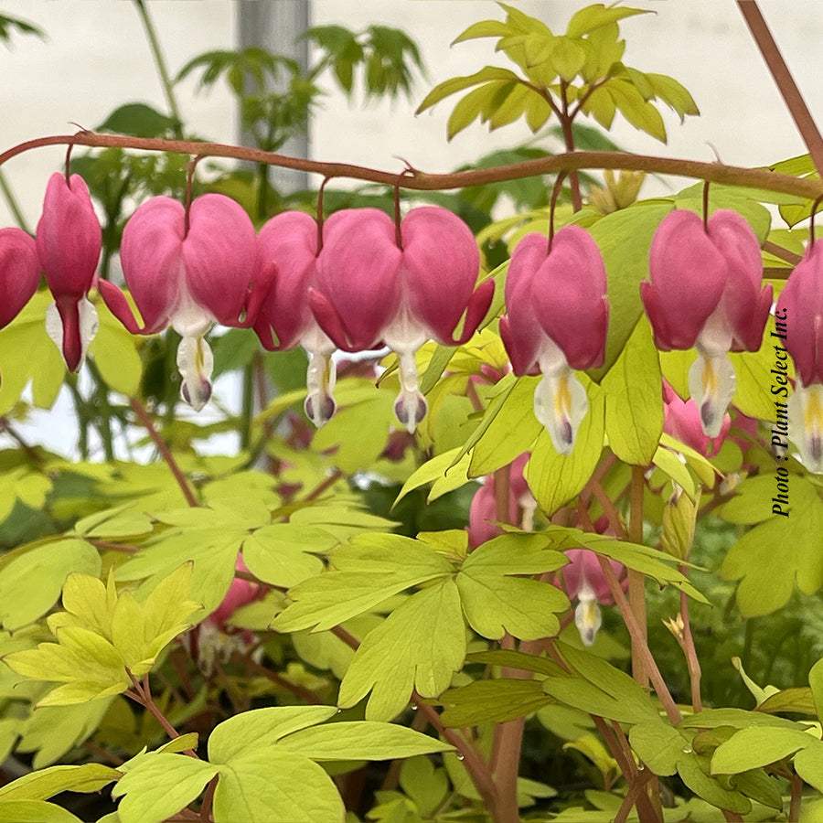 Dicentra 'Gold Heart'