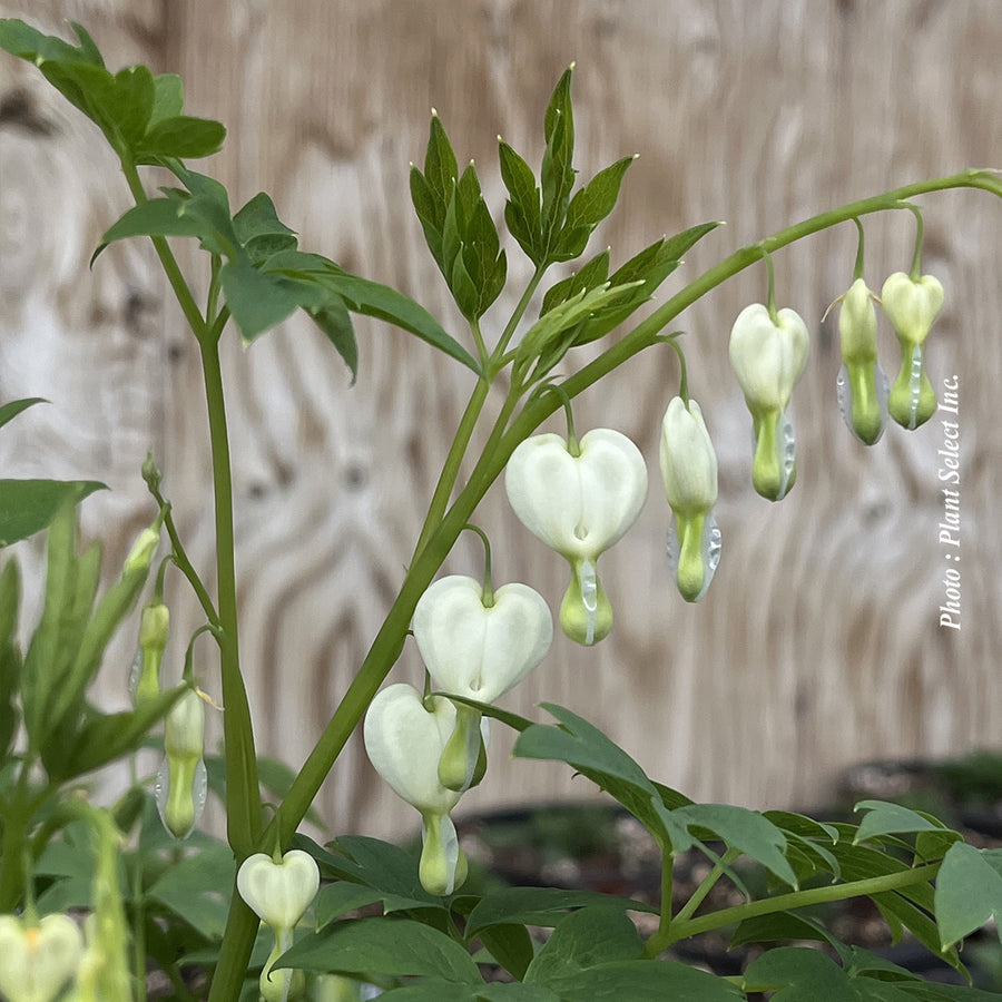 Dicentra spectabilis 'Alba'