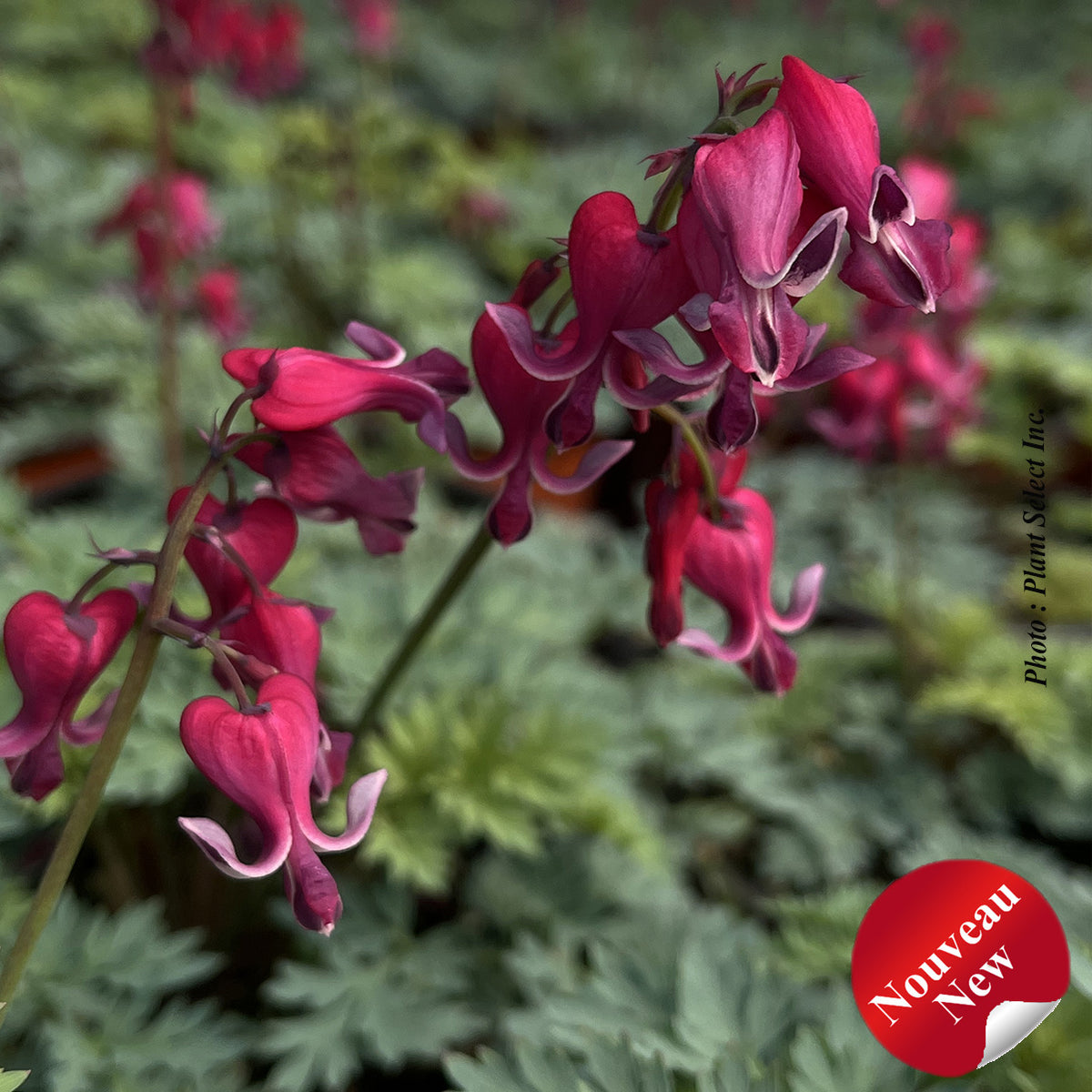 Cœur saignant ‘Red Fountain’ — Dicentra spectabilis