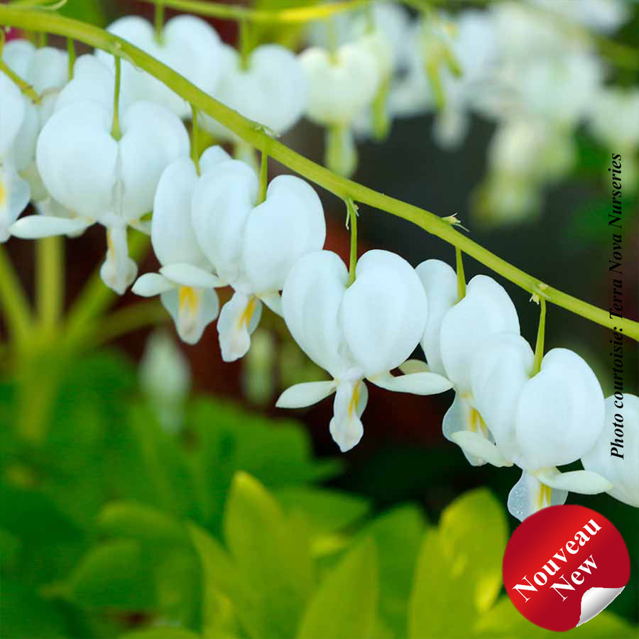 Dicentra spectabilis 'White Gold'