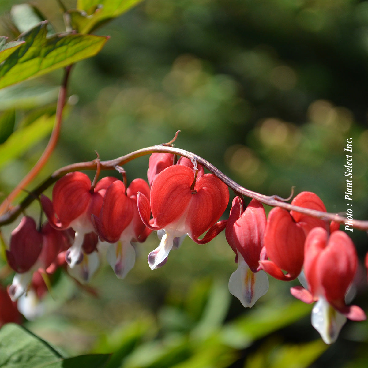 Dicentra spectabilis 'Valentine'