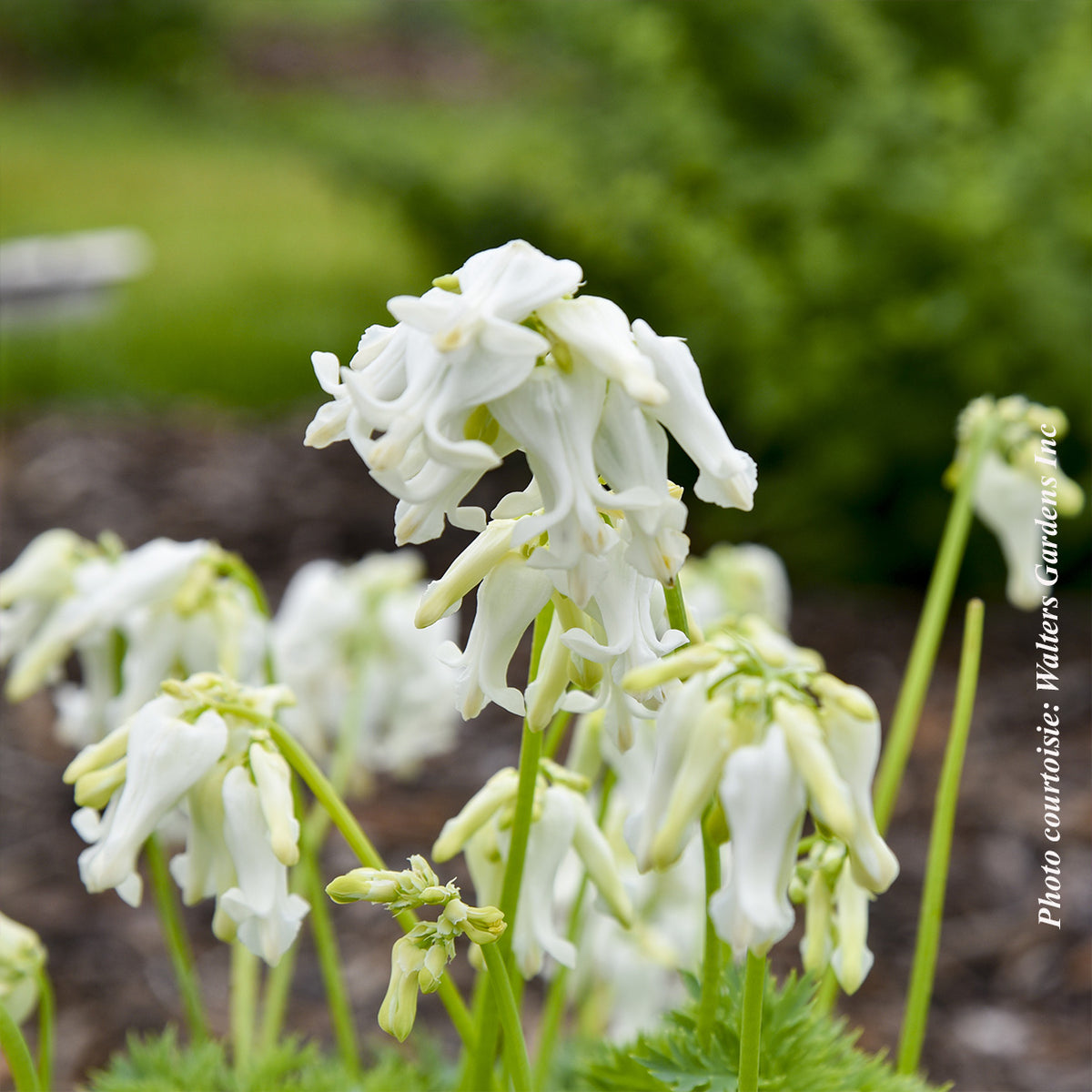 Cœur saignant ‘White Diamonds’ — Dicentra