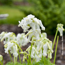 Dicentra 'White Diamonds'