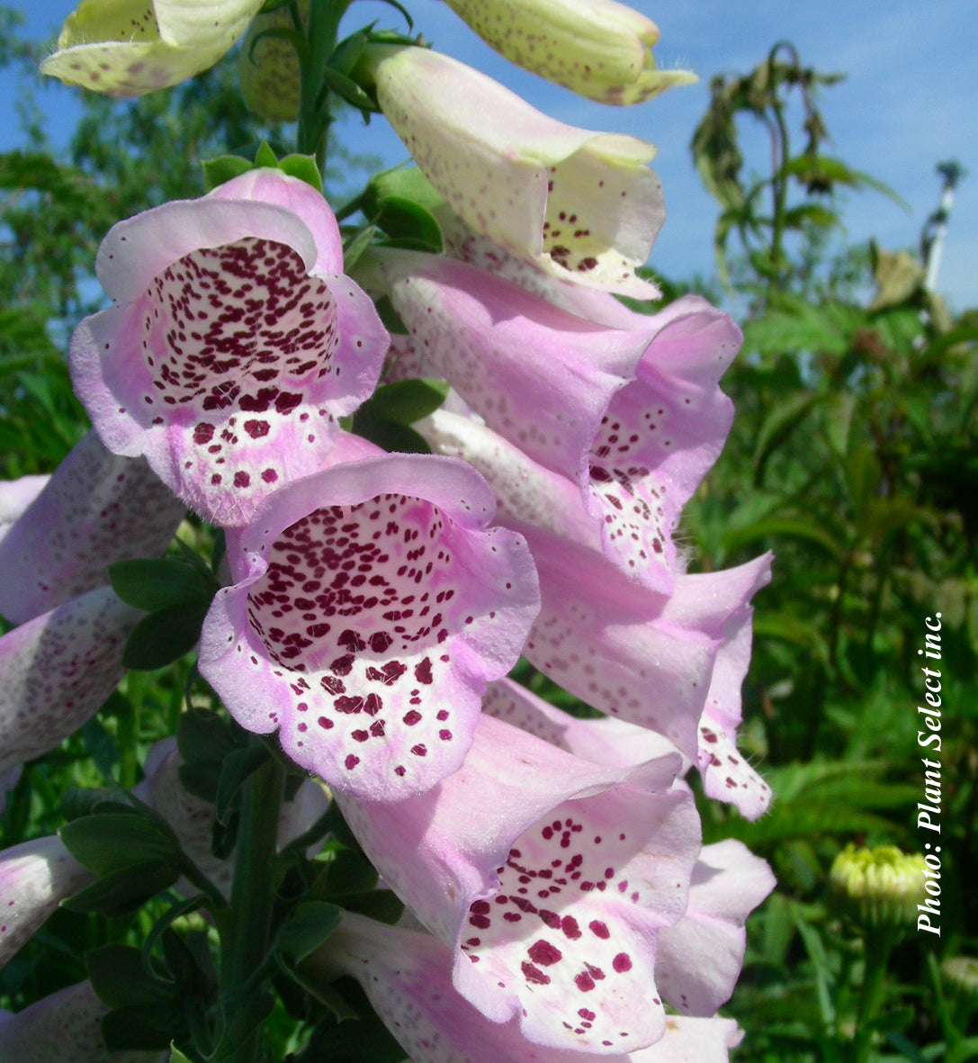 Digitalis purpurea 'Camelot Lavender'