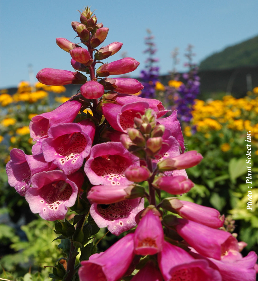 Digitalis purpurea 'Camelot Rose'