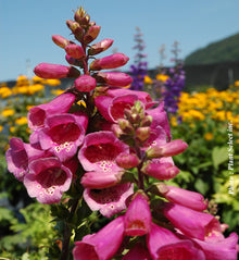 Digitalis purpurea 'Camelot Rose'