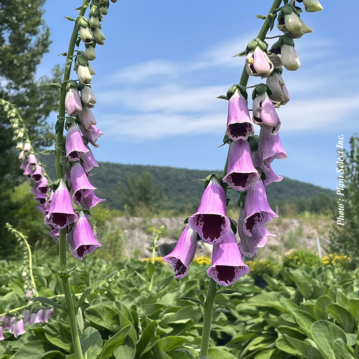 Digitalis 'Sugar Plum'