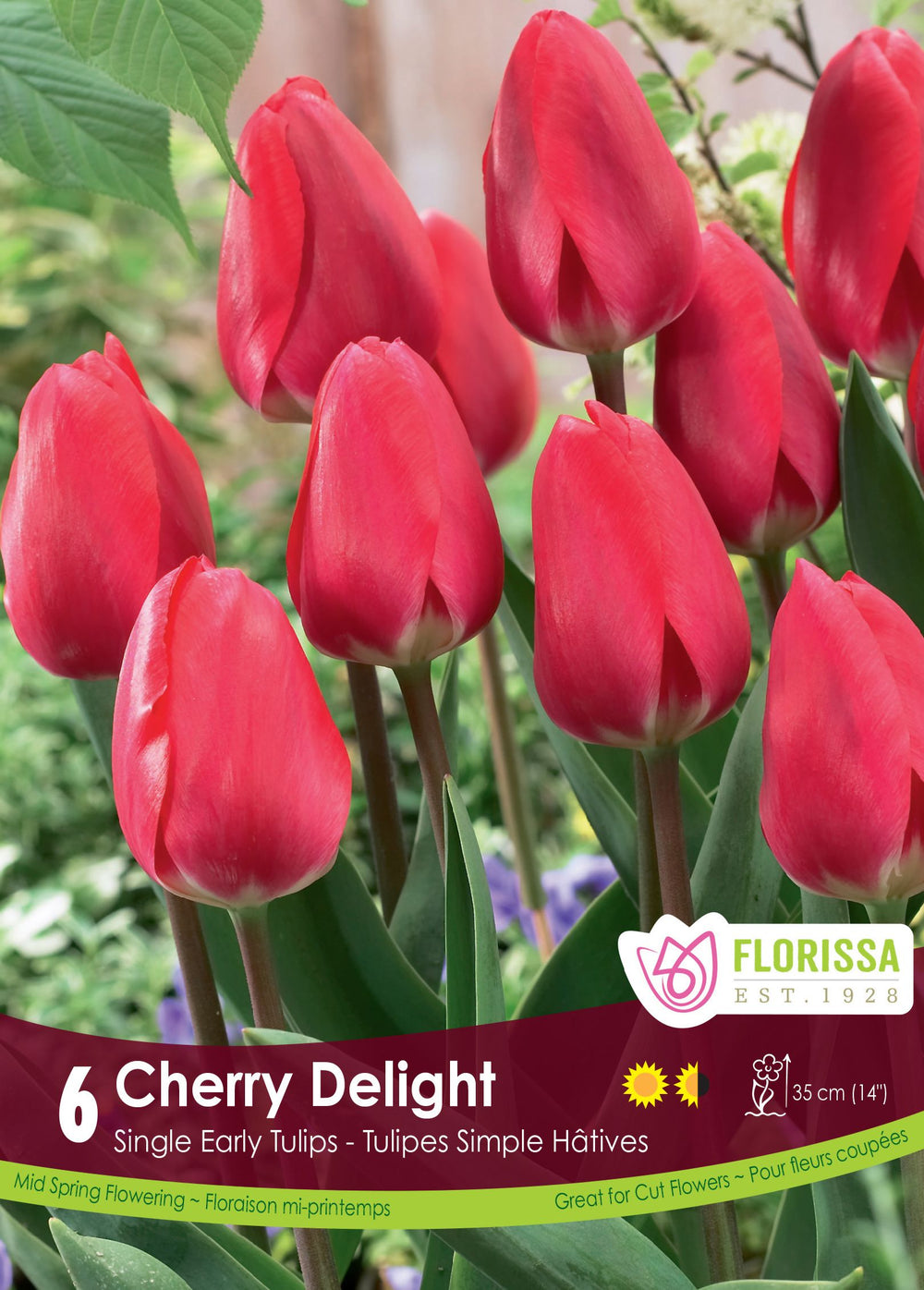 Cherry Delight Tulip