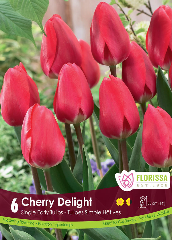 Tulipe Cherry Delight