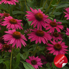 Echinacea 'Artisan Brilliant Rose'