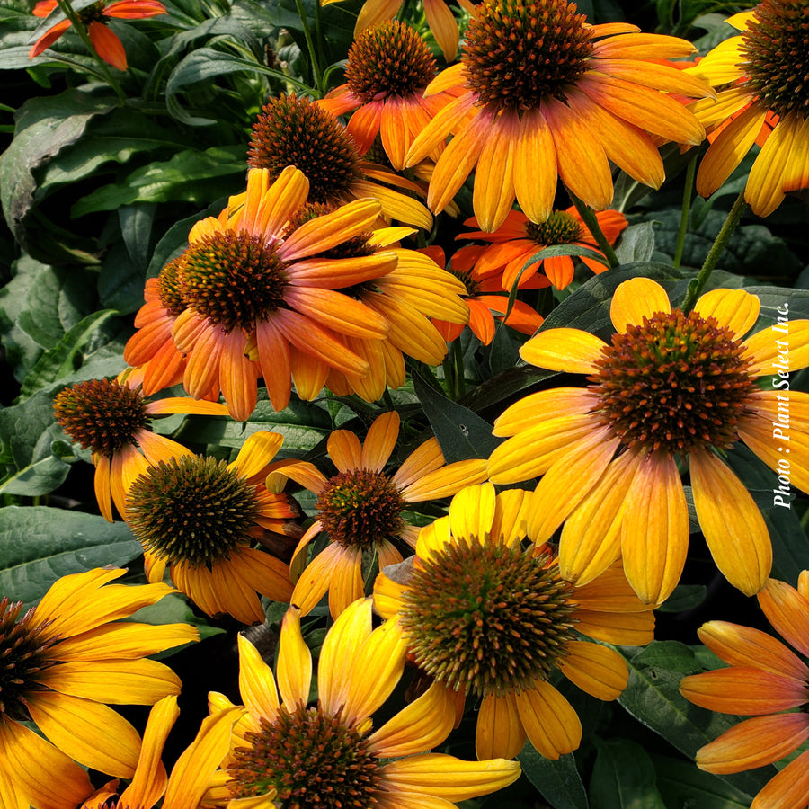 Echinacea 'Artisan Soft Orange'