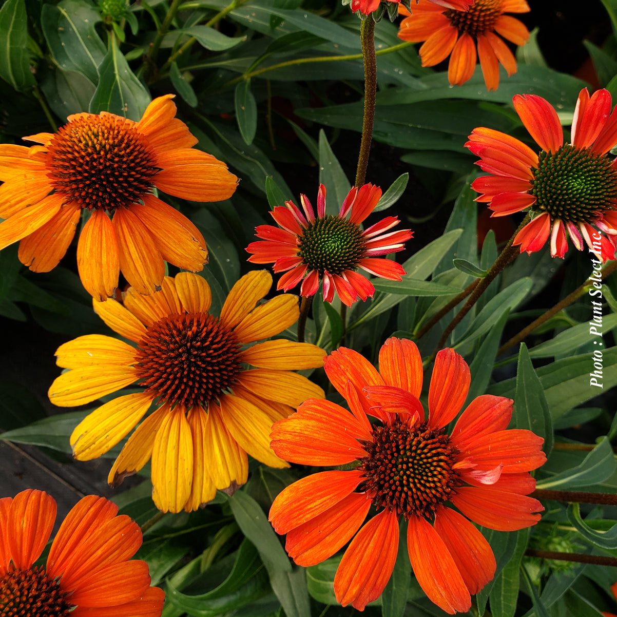 Echinacea 'Artisan Red Ombre'