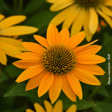 Echinacea 'Artisan Yellow Ombre'