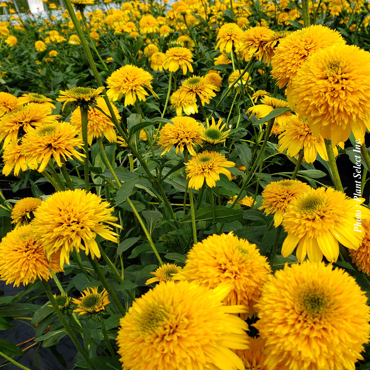 Echinacea 'Cara Mia Yellow'