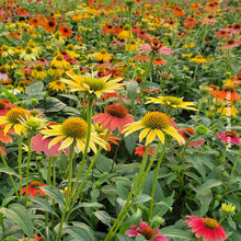 Echinacea 'Cheyenne Spirit'
