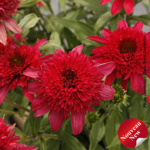 Echinacea 'Delightful Sangria'
