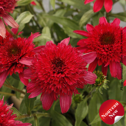 Echinacea 'Delightful Sangria'