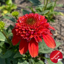 Echinacea 'Double Scoop Orangeberry Deluxe'