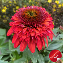 Echinacea 'Double Scoop Raspberry Deluxe'