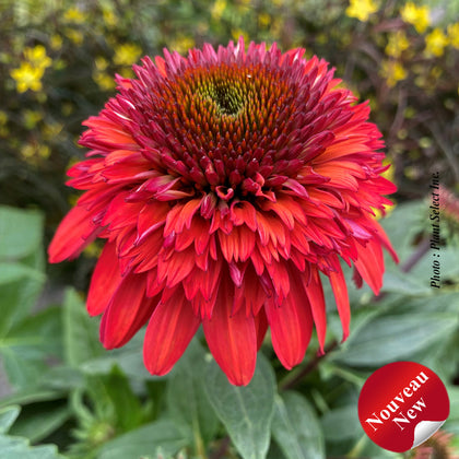 Echinacea 'Double Scoop Raspberry Deluxe'