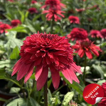 Echinacea 'Double Scoop Strawberry Deluxe'