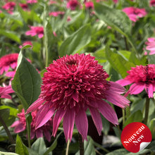 Echinacea 'Double Scoop Watermelon Deluxe'
