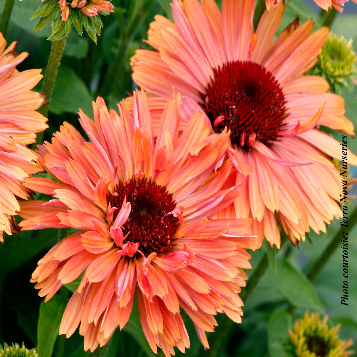 Echinacea 'Fresco Apricot'