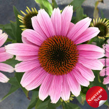 Echinacea 'French Tips'