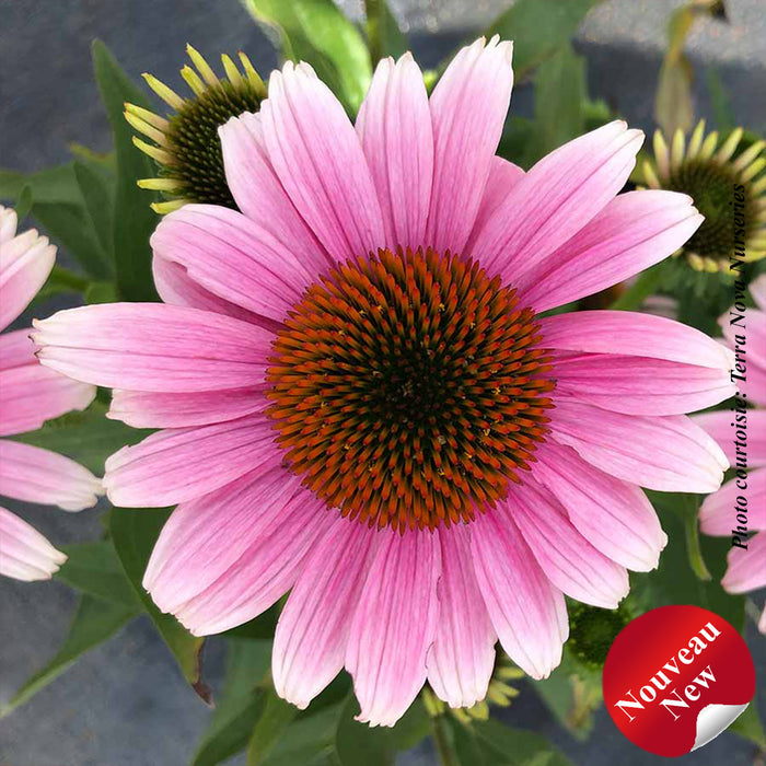 Echinacea 'French Tips'