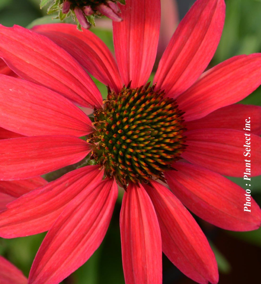 Echinacea 'Dream Glowing Dream'