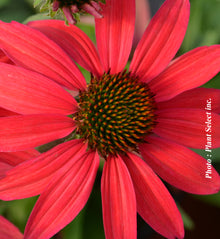Echinacea 'Dream Glowing Dream'