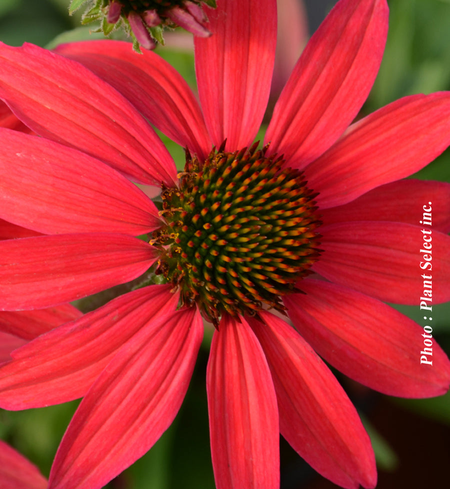 Echinacea 'Dream Glowing Dream'