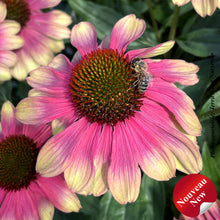 Echinacea 'Kismet Pink Lemonade'