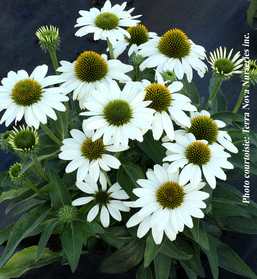 Echinacea 'Kismet White'