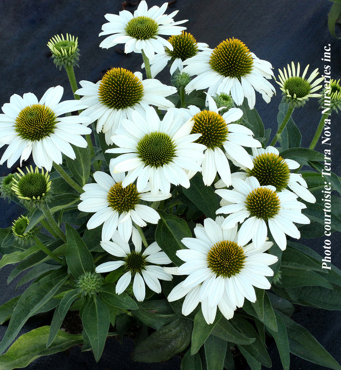 Echinacea 'Kismet White'