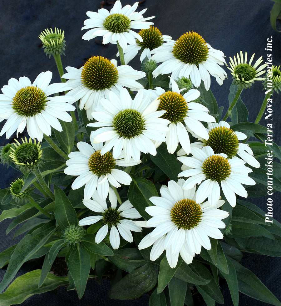 Echinacea 'Kismet White'