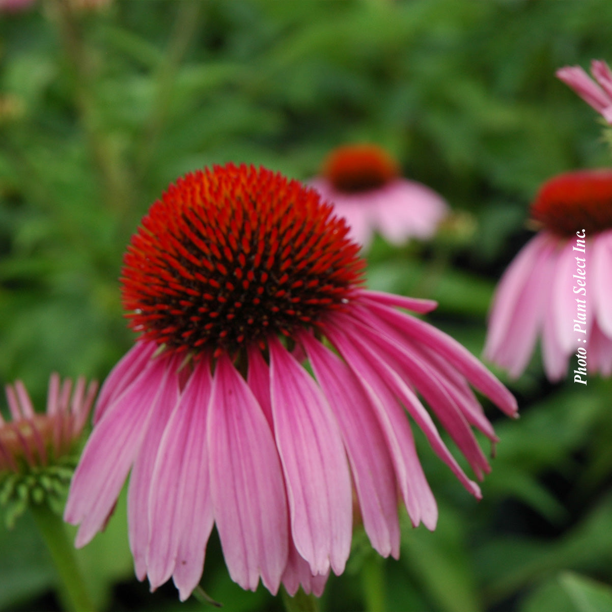 Echinacea purpurea 'Magnus'