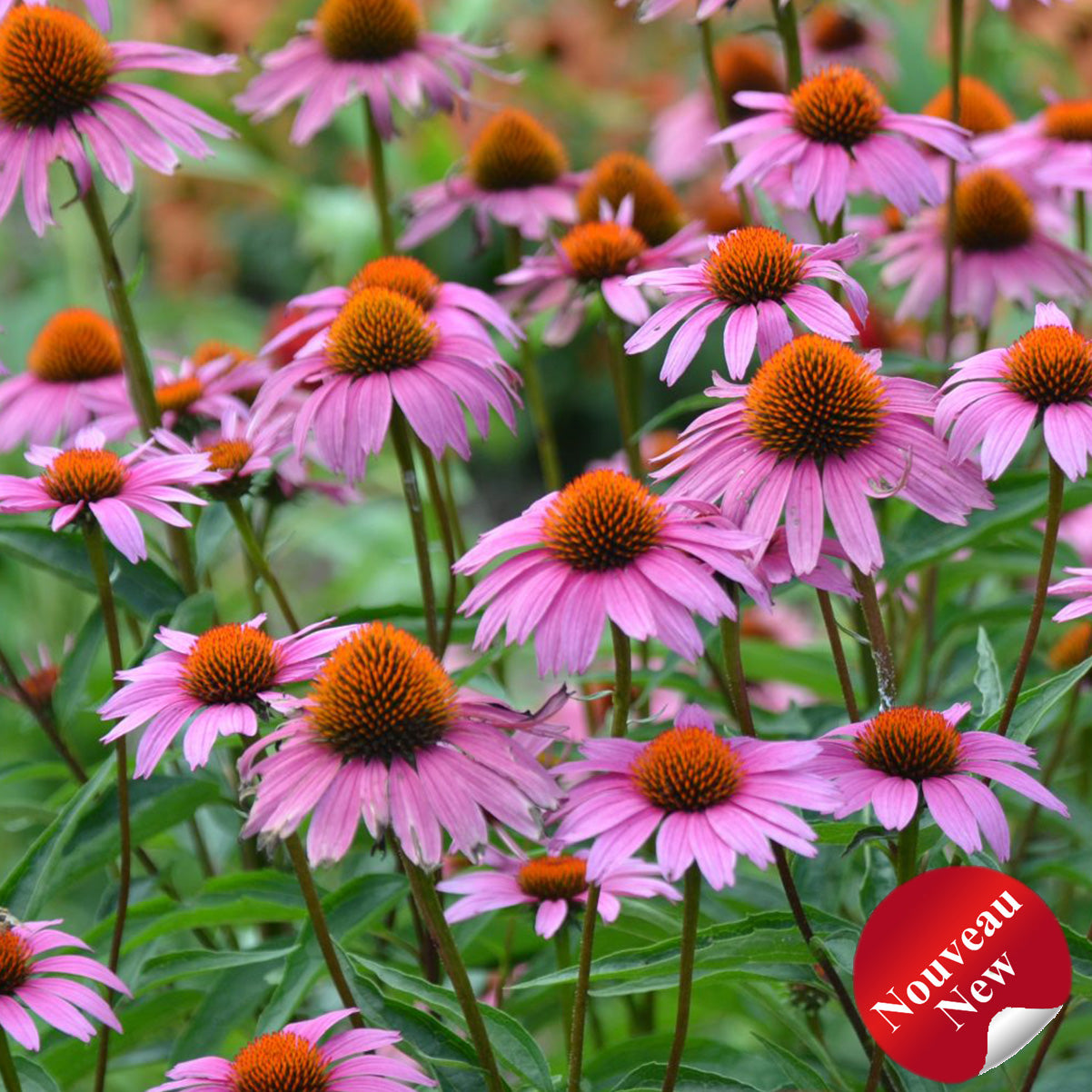 Echinacea purpurea 'Magnus Superior'