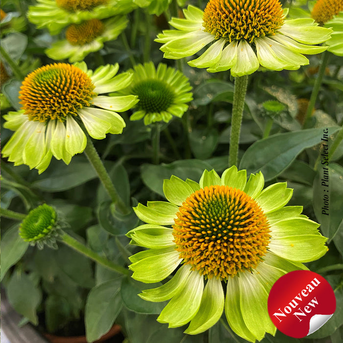 Echinacea 'Mooodz Jealousy'