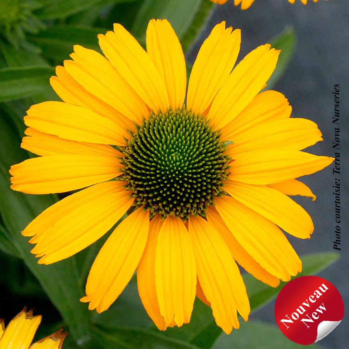 Echinacea 'Prima Amarillo'