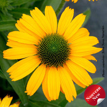Echinacea 'Prima Amarillo'