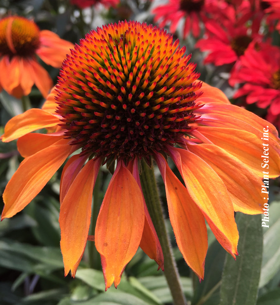 Echinacea 'Prima Ginger'